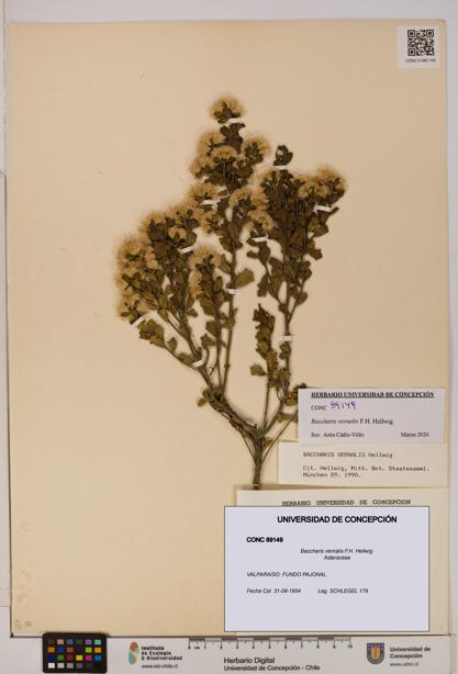 Baccharis vernalis [Espécimen: UDEC:CONC:0089149]
