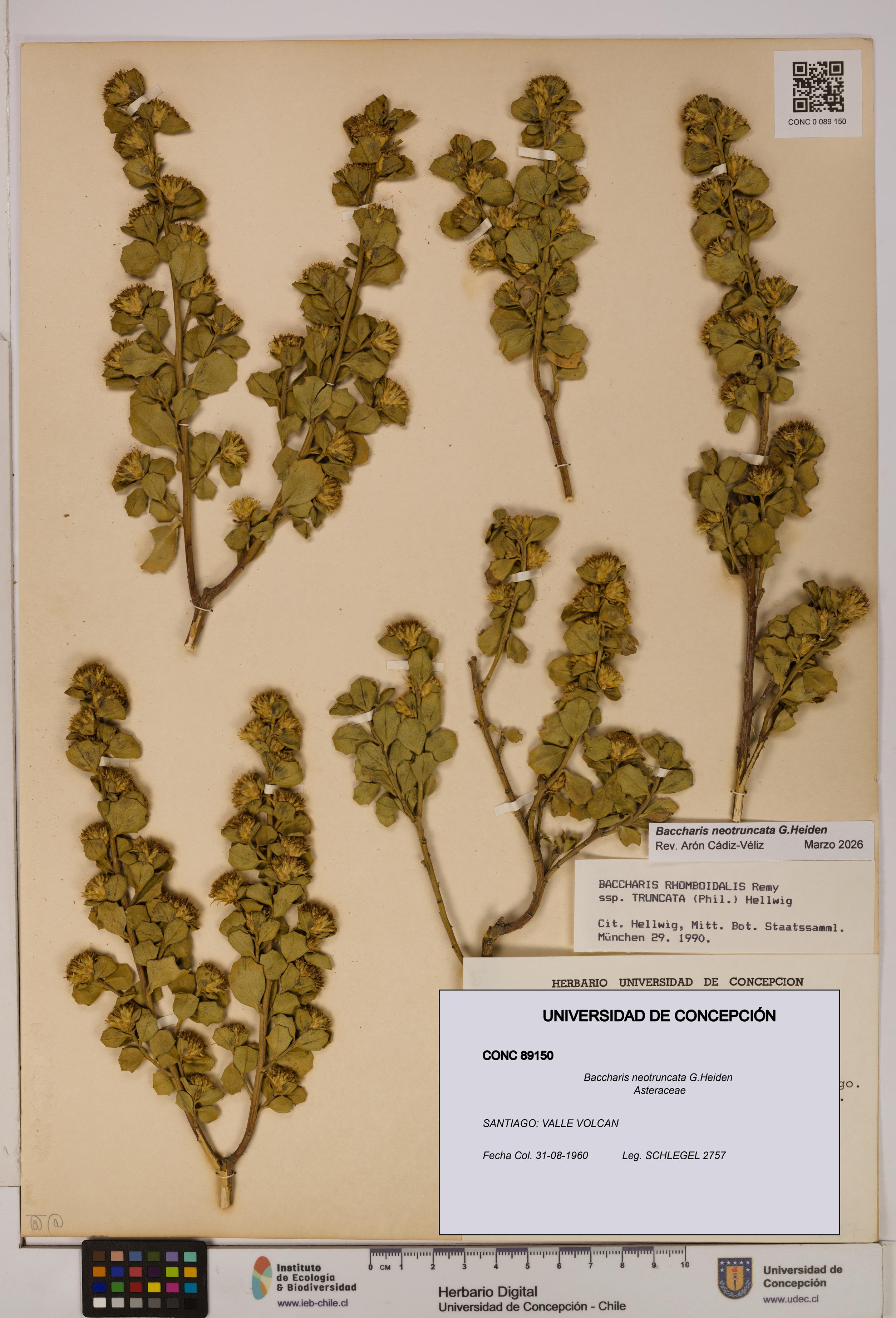 Baccharis neotruncata [Espécimen: UDEC:CONC:0089150]