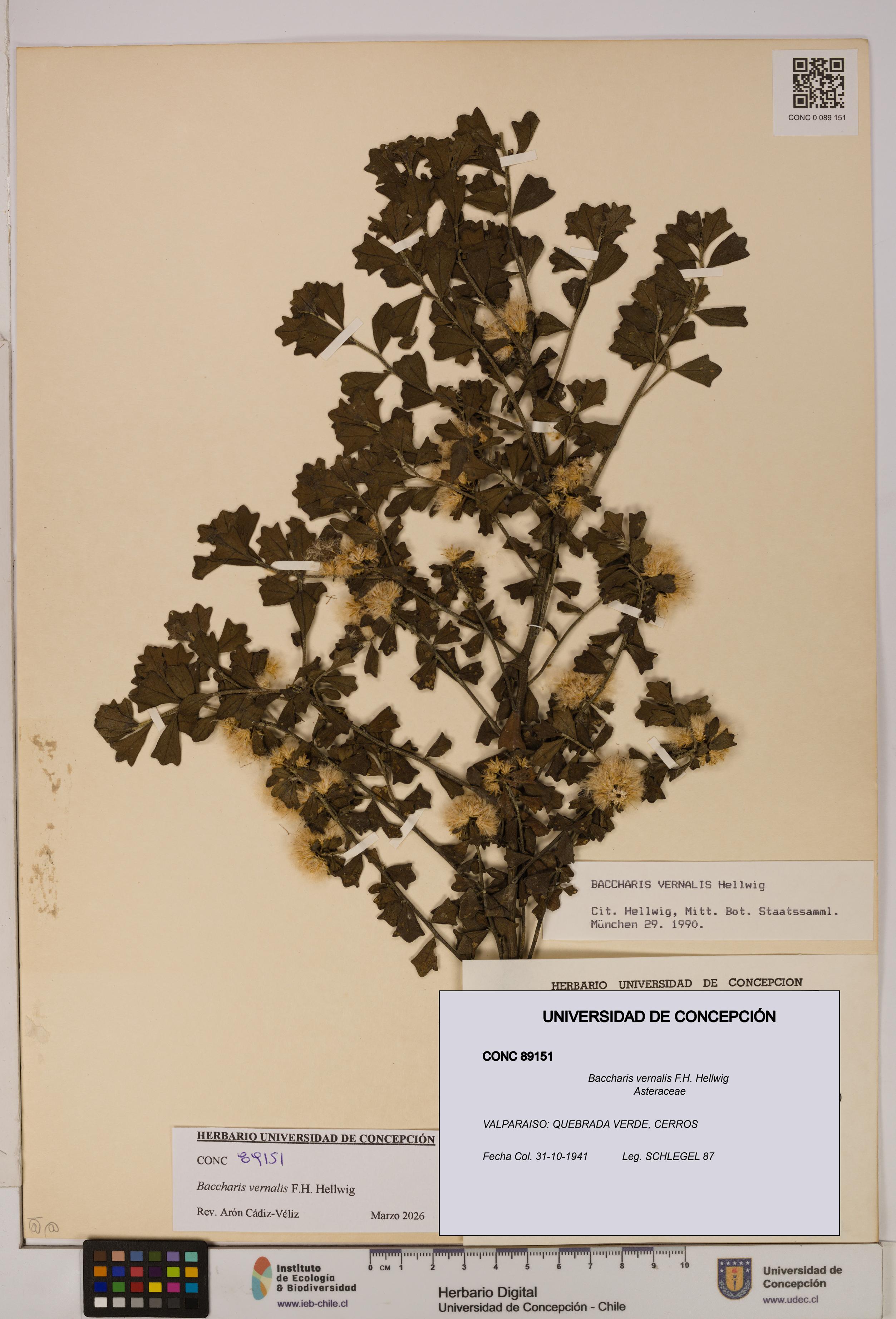 Baccharis vernalis [Espécimen: UDEC:CONC:0089151]