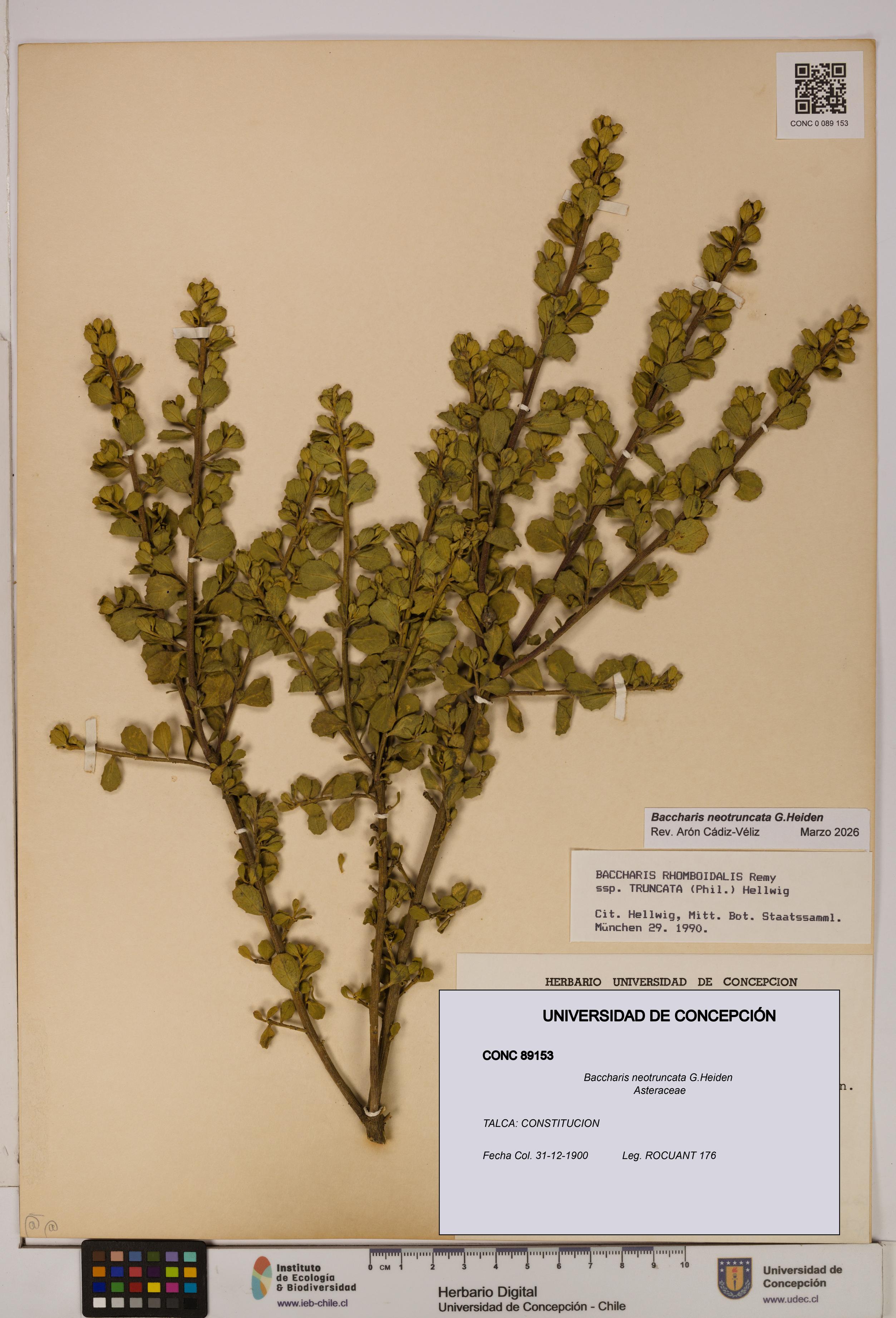 Baccharis neotruncata [Espécimen: UDEC:CONC:0089153]
