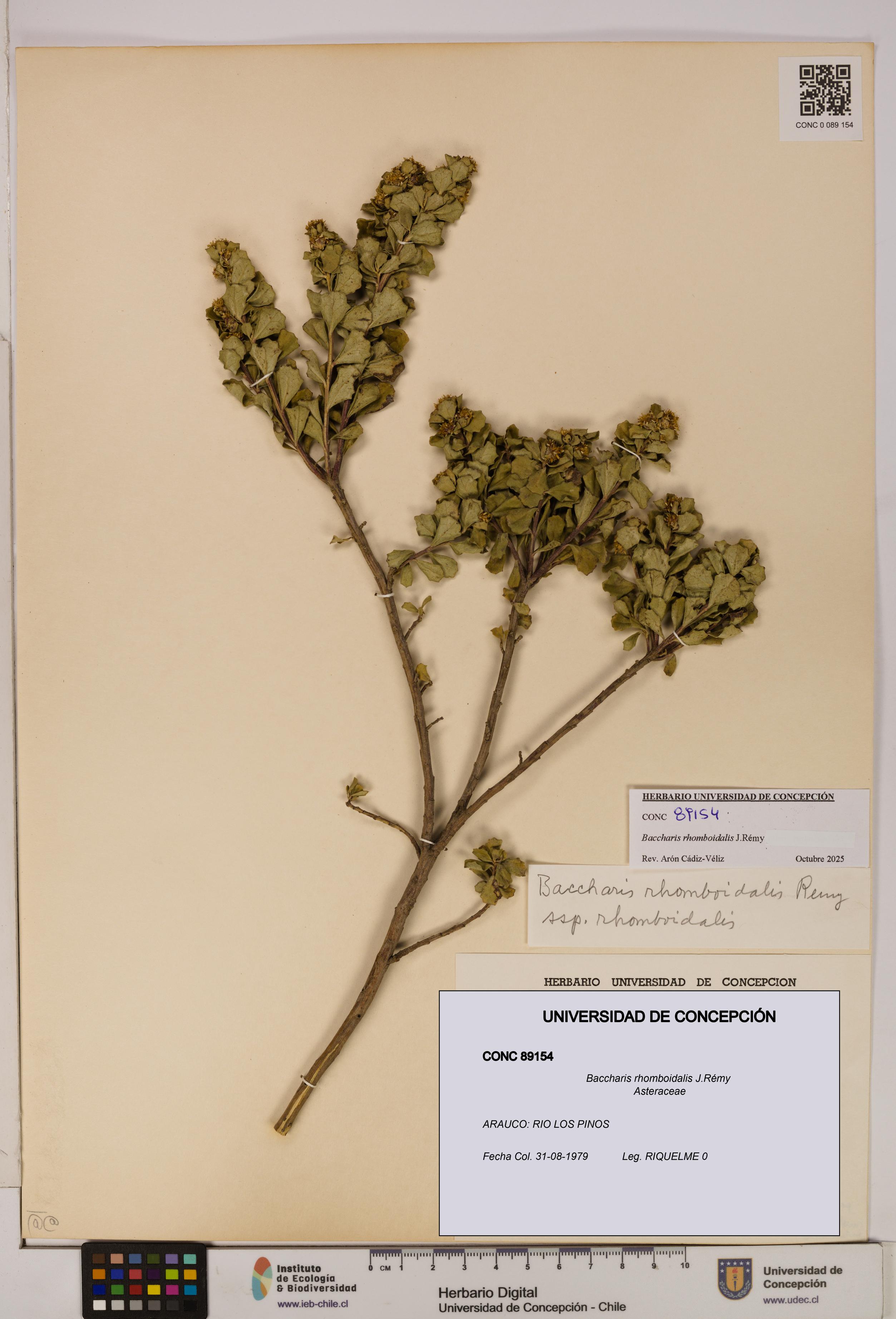 Baccharis rhomboidalis [Espécimen: UDEC:CONC:0089154]