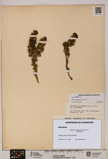 Baccharis patagonica [Espécimen: UDEC:CONC:0089156]