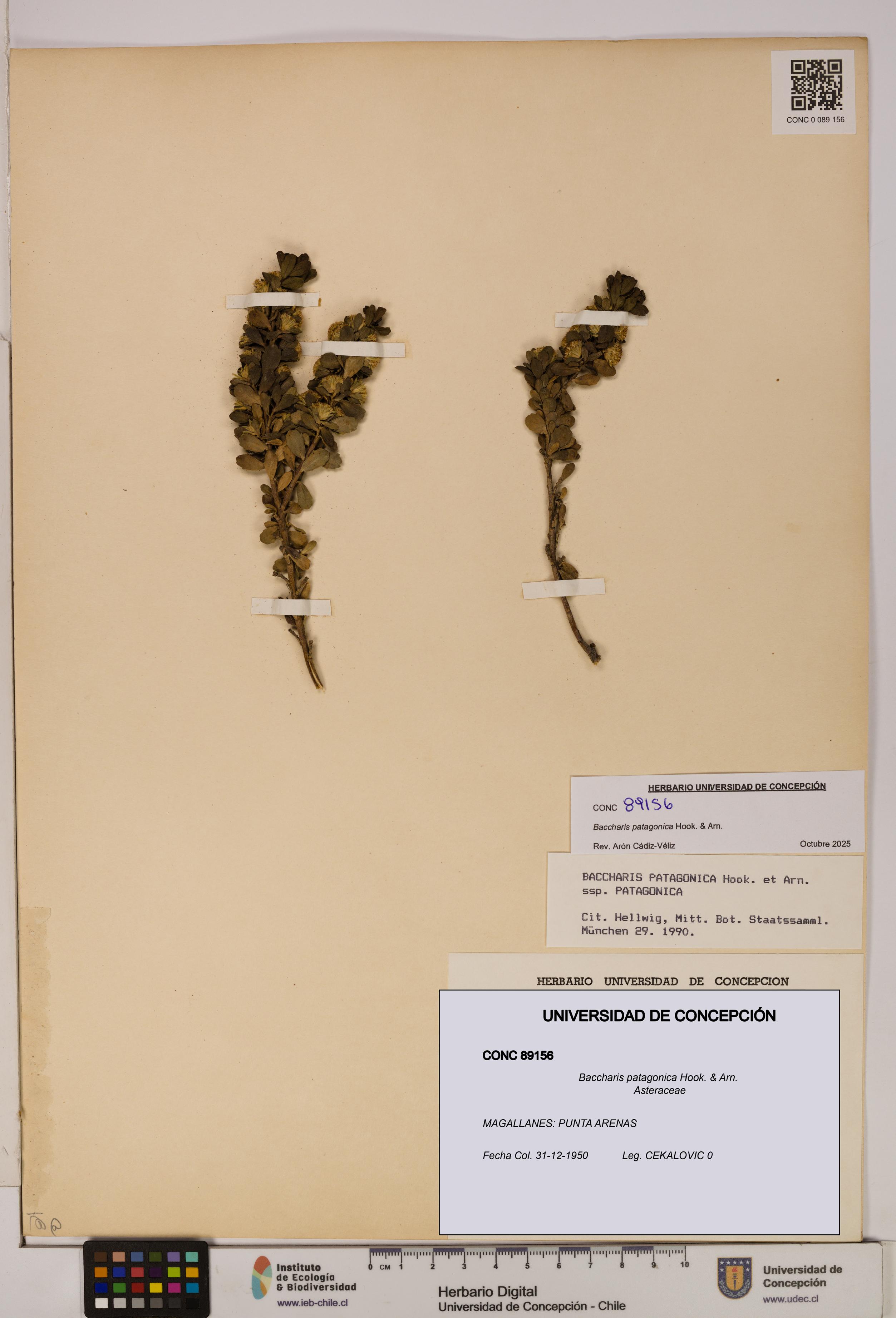Baccharis patagonica [Espécimen: UDEC:CONC:0089156]