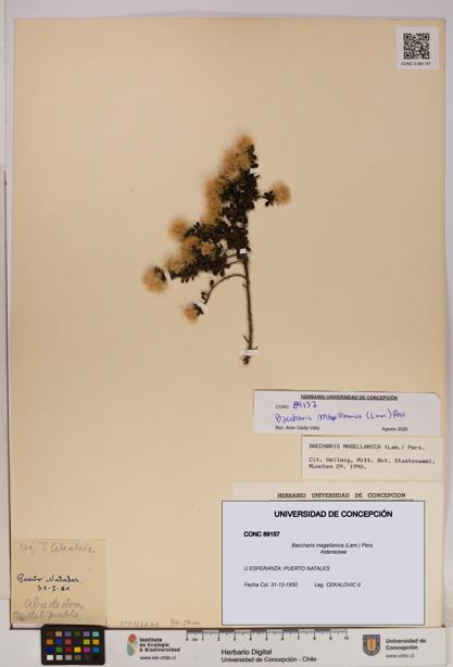 Baccharis magellanica [Espécimen: UDEC:CONC:0089157]