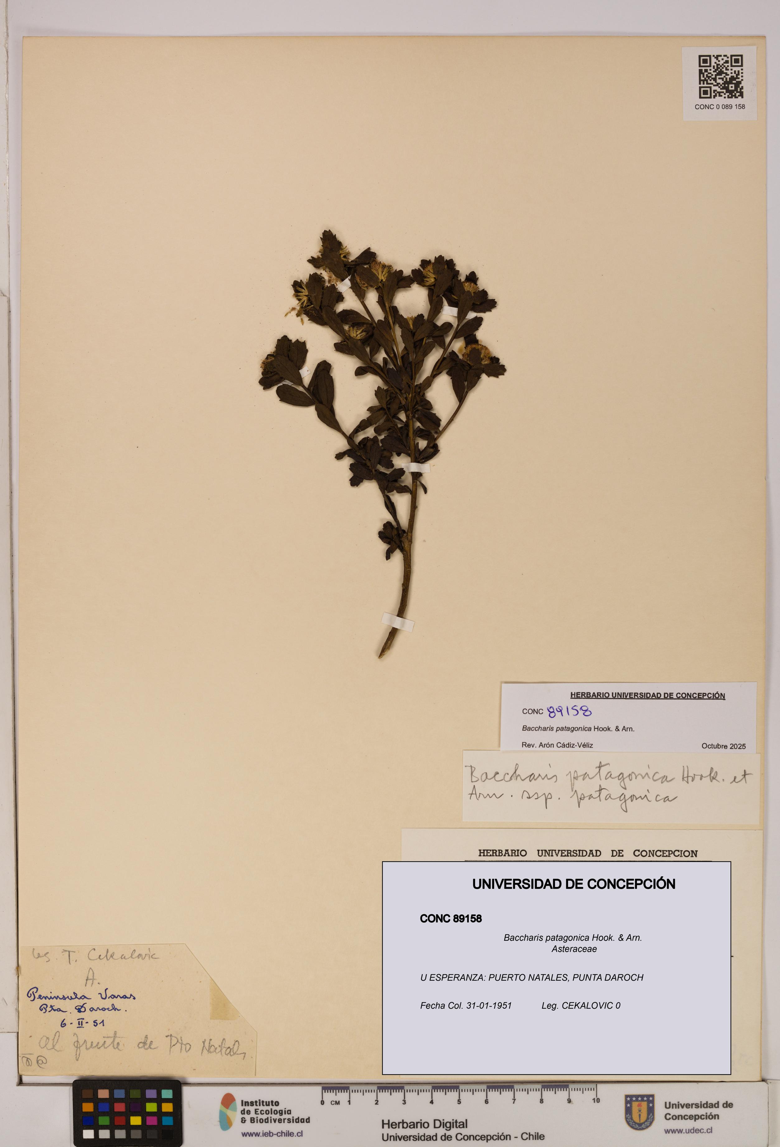 Baccharis patagonica [Espécimen: UDEC:CONC:0089158]