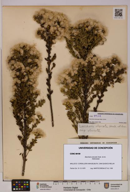Baccharis obovata [Espécimen: UDEC:CONC:0089159]