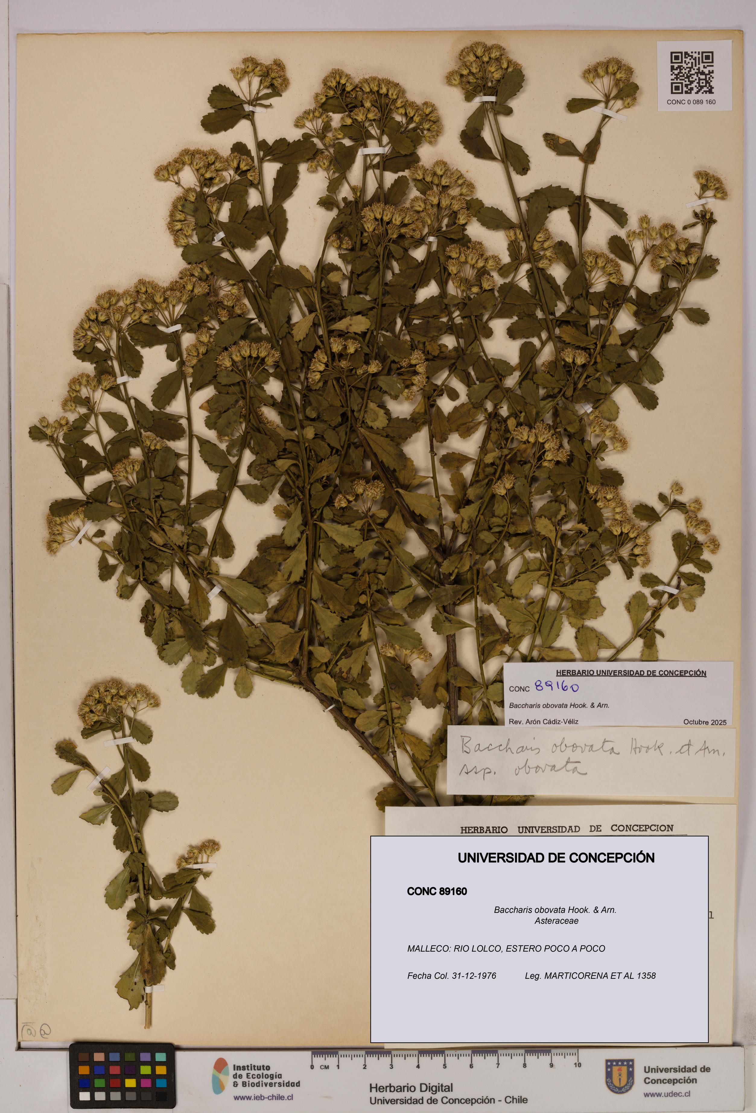 Baccharis obovata [Espécimen: UDEC:CONC:0089160]