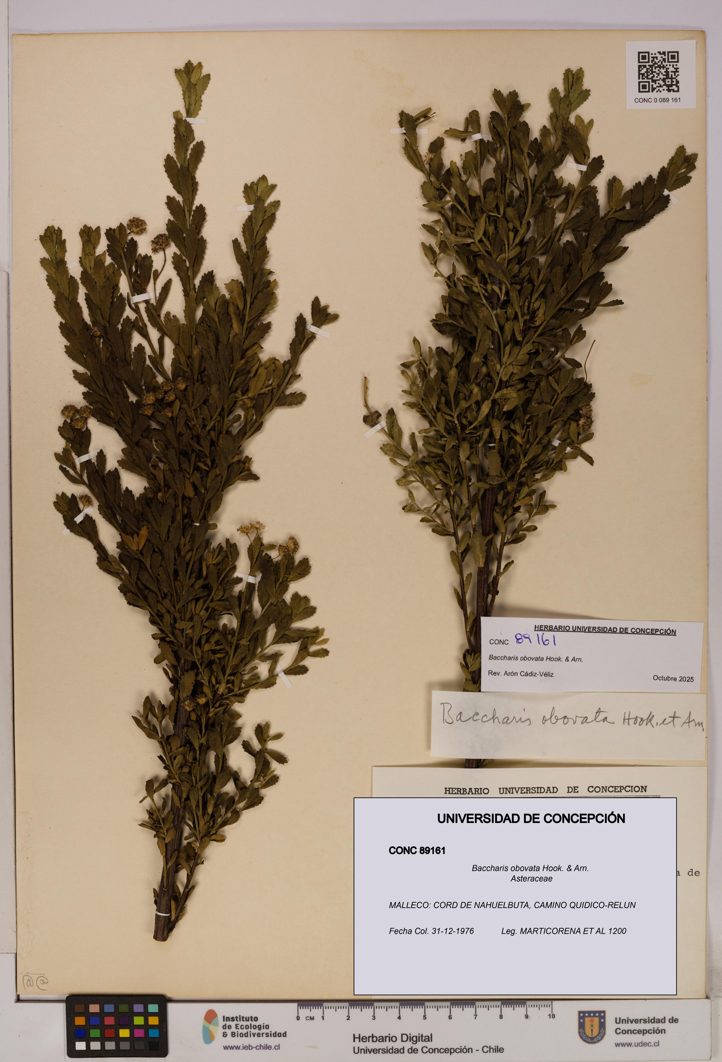 Baccharis obovata [Espécimen: UDEC:CONC:0089161]