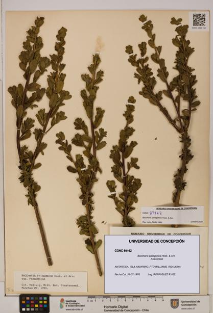 Baccharis patagonica [Espécimen: ]