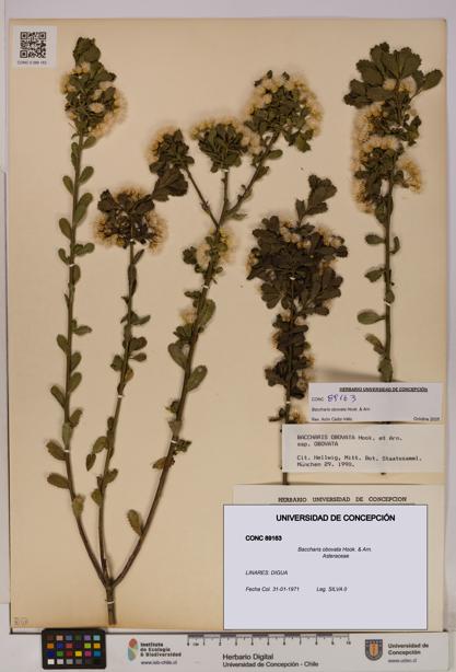 Baccharis obovata [Espécimen: UDEC:CONC:0089163]