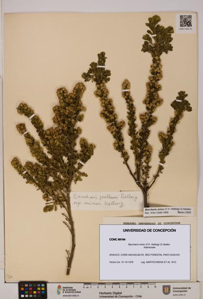 Baccharis minor [Espécimen: UDEC:CONC:0089164]