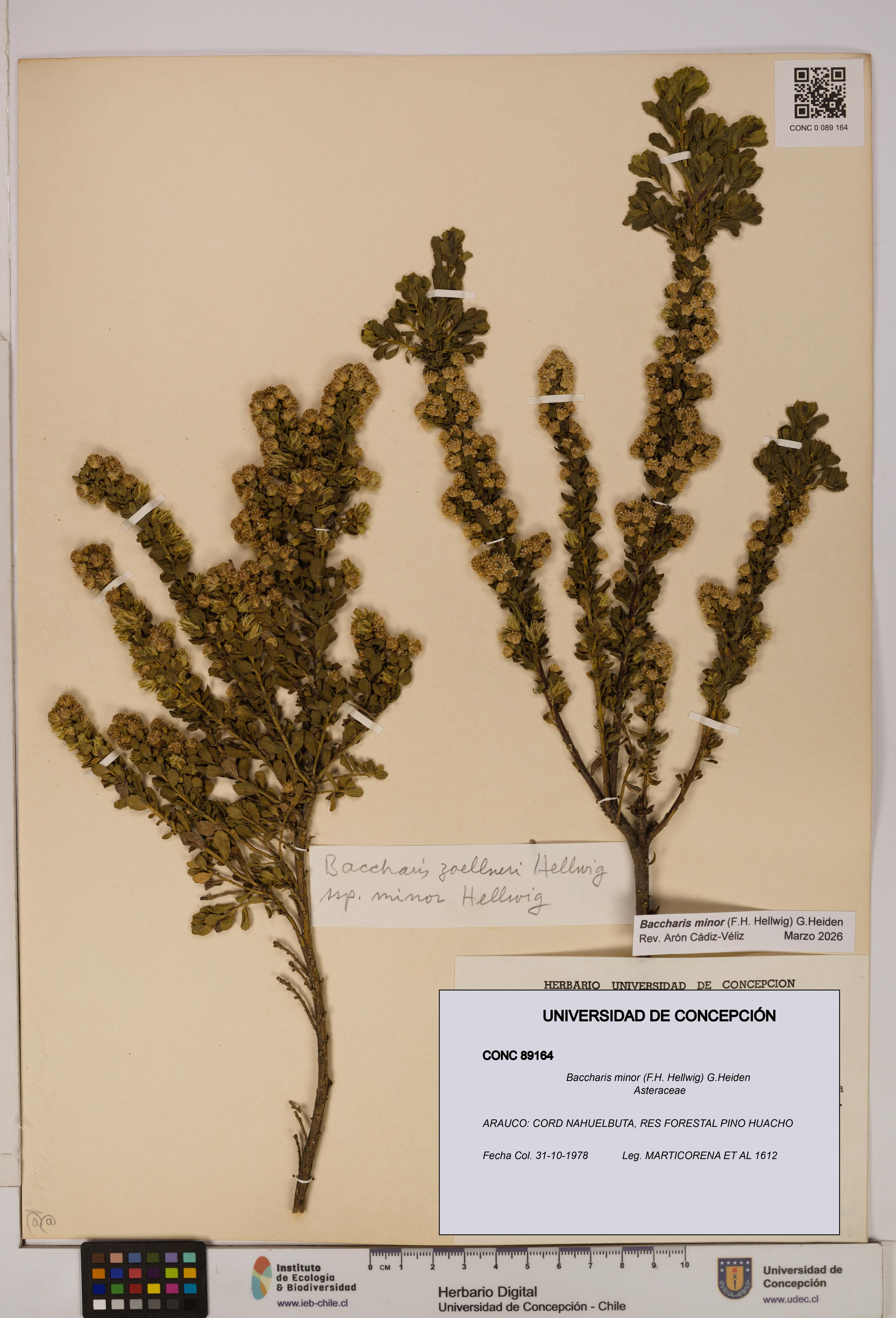 Baccharis minor [Espécimen: UDEC:CONC:0089164]
