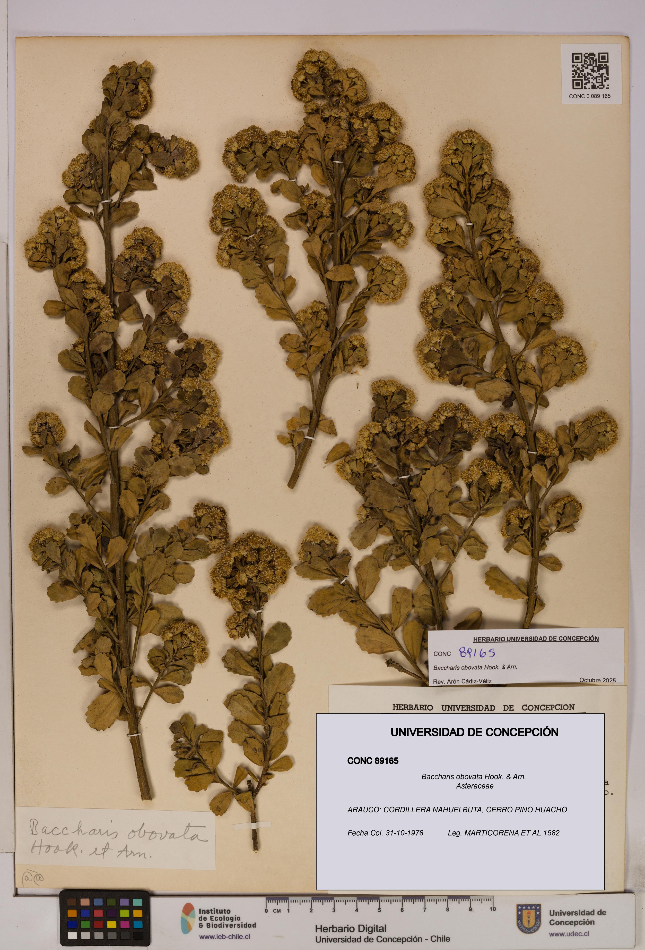 Baccharis obovata [Espécimen: UDEC:CONC:0089165]
