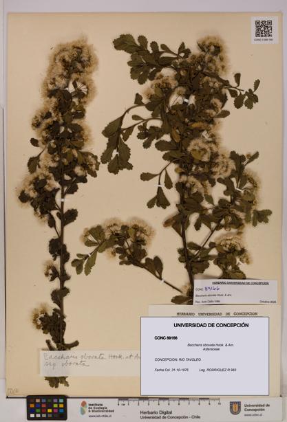 Baccharis obovata [Espécimen: UDEC:CONC:0089166]