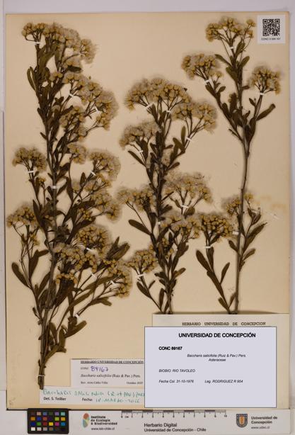 Baccharis salicifolia [Espécimen: UDEC:CONC:0089167]
