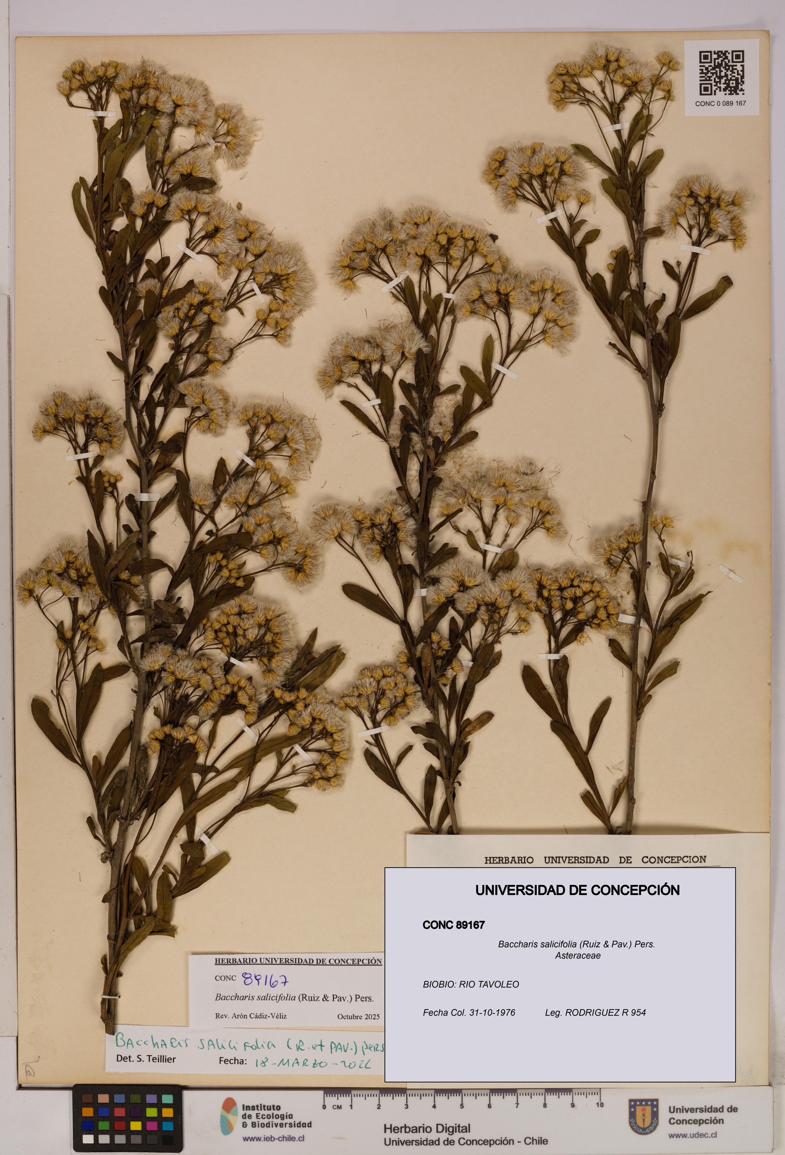 Baccharis salicifolia [Espécimen: UDEC:CONC:0089167]