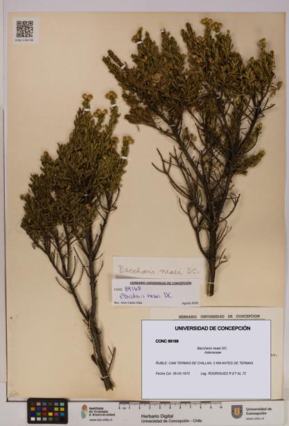 Baccharis neaei [Espécimen: UDEC:CONC:0089168]