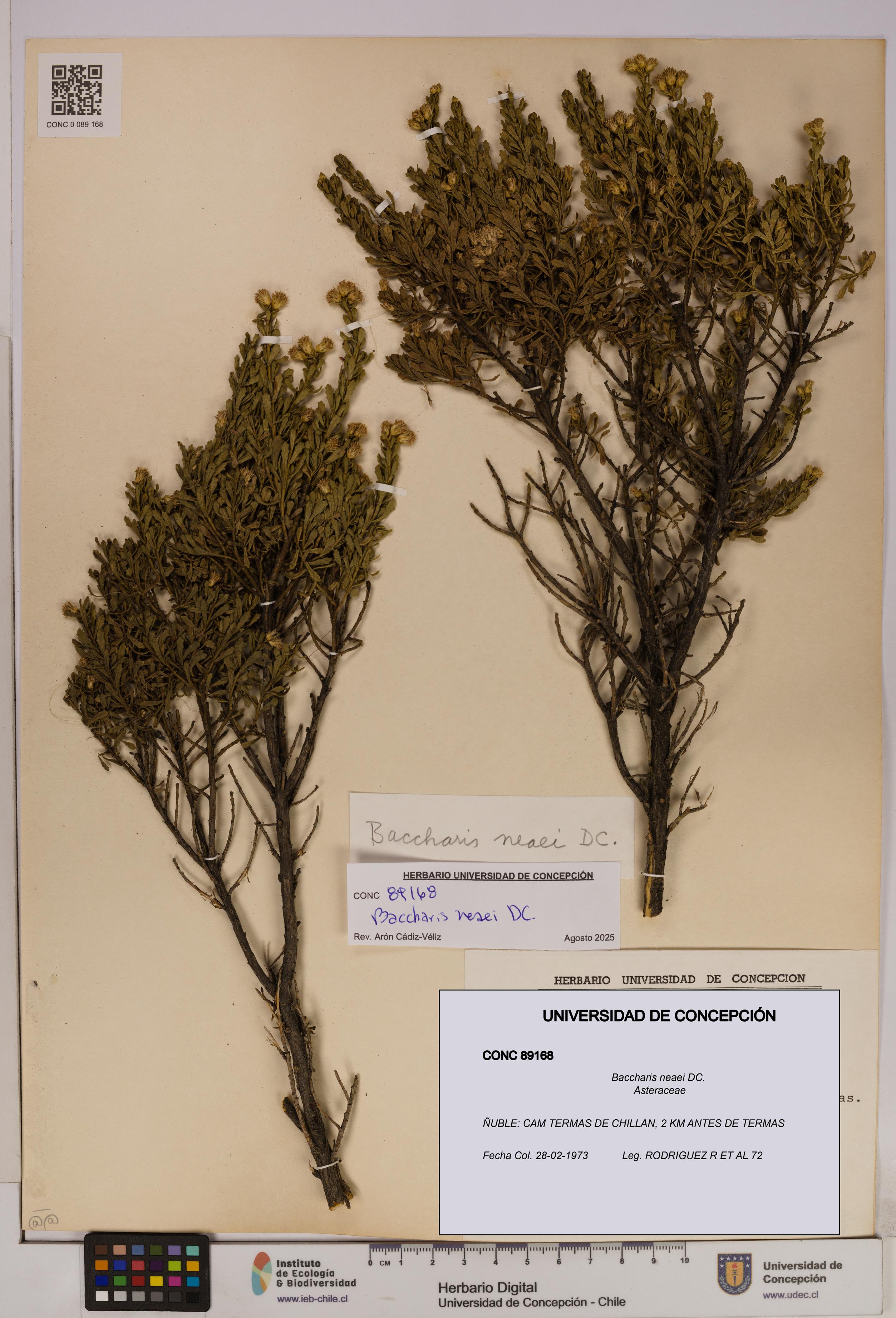 Baccharis neaei [Espécimen: UDEC:CONC:0089168]