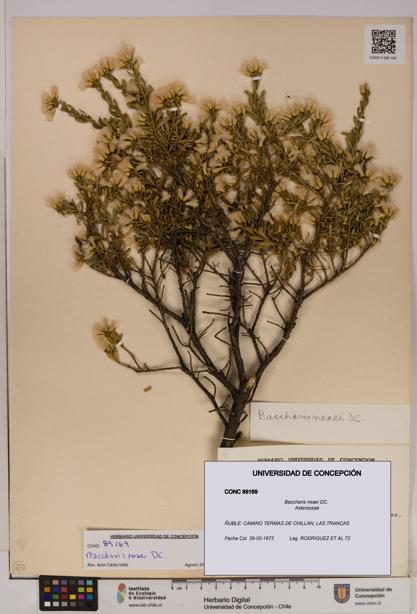Baccharis neaei [Espécimen: UDEC:CONC:0089169]