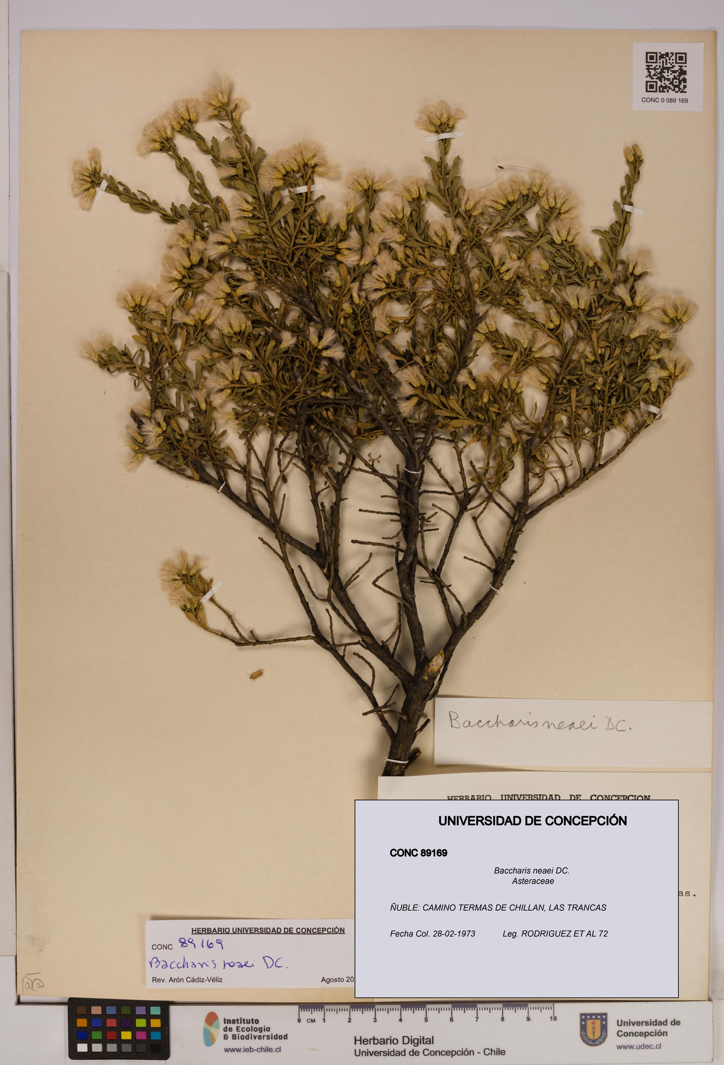 Baccharis neaei [Espécimen: UDEC:CONC:0089169]