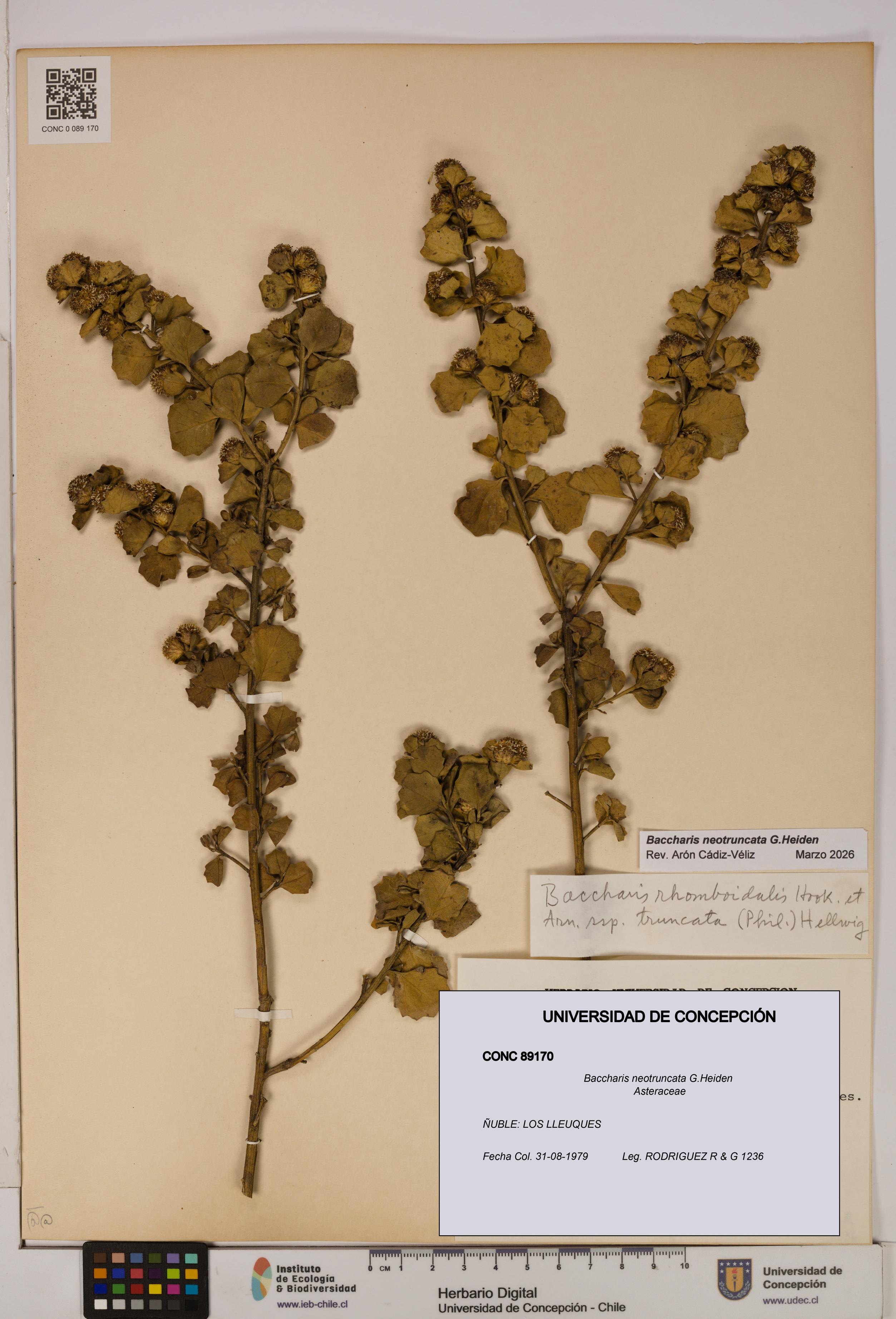 Baccharis neotruncata [Espécimen: UDEC:CONC:0089170]
