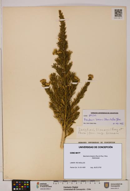 Baccharis linearis [Espécimen: UDEC:CONC:0089177]