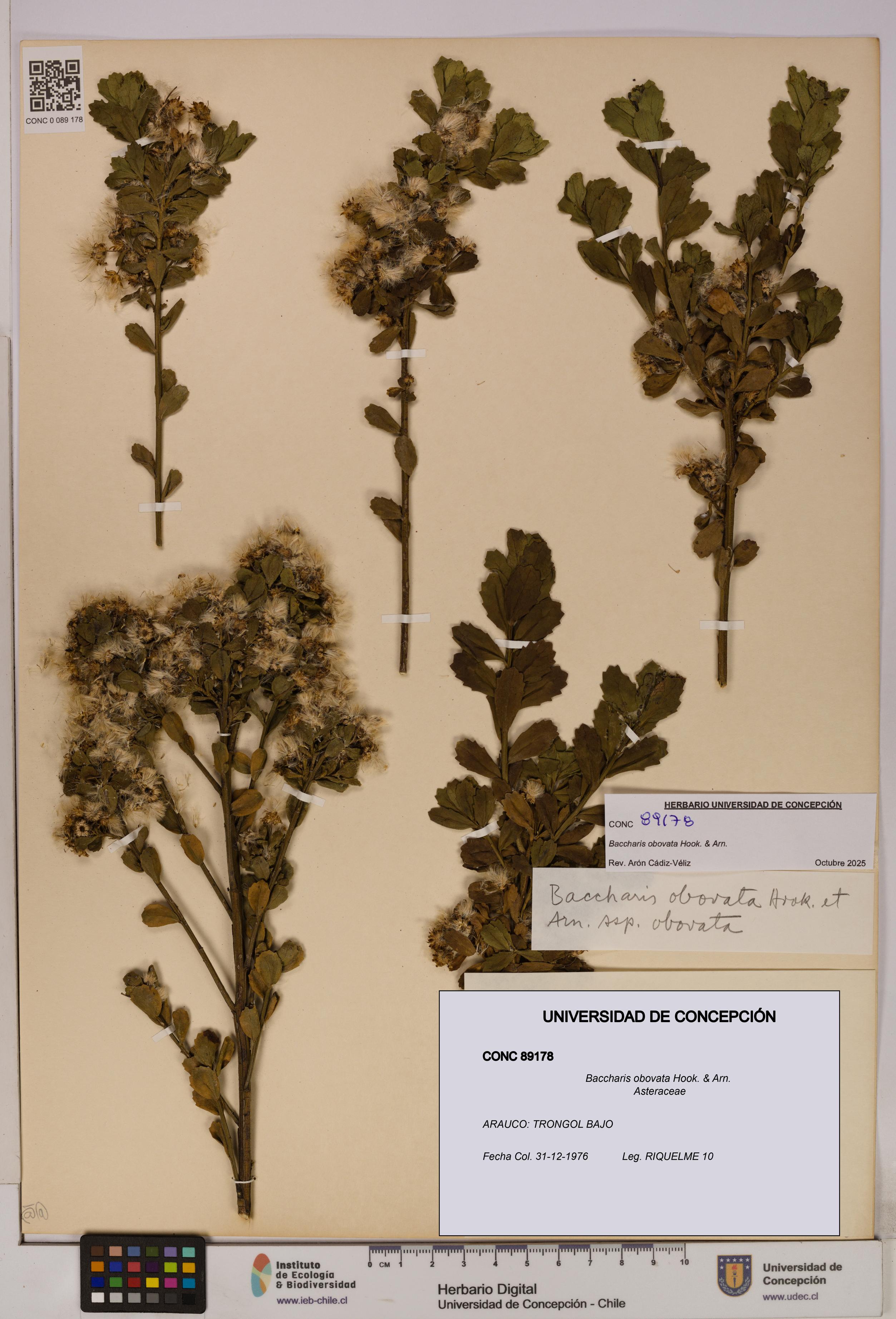 Baccharis obovata [Espécimen: UDEC:CONC:0089178]