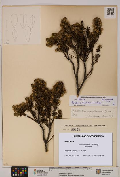 Baccharis zoellneri [Espécimen: UDEC:CONC:0089179]