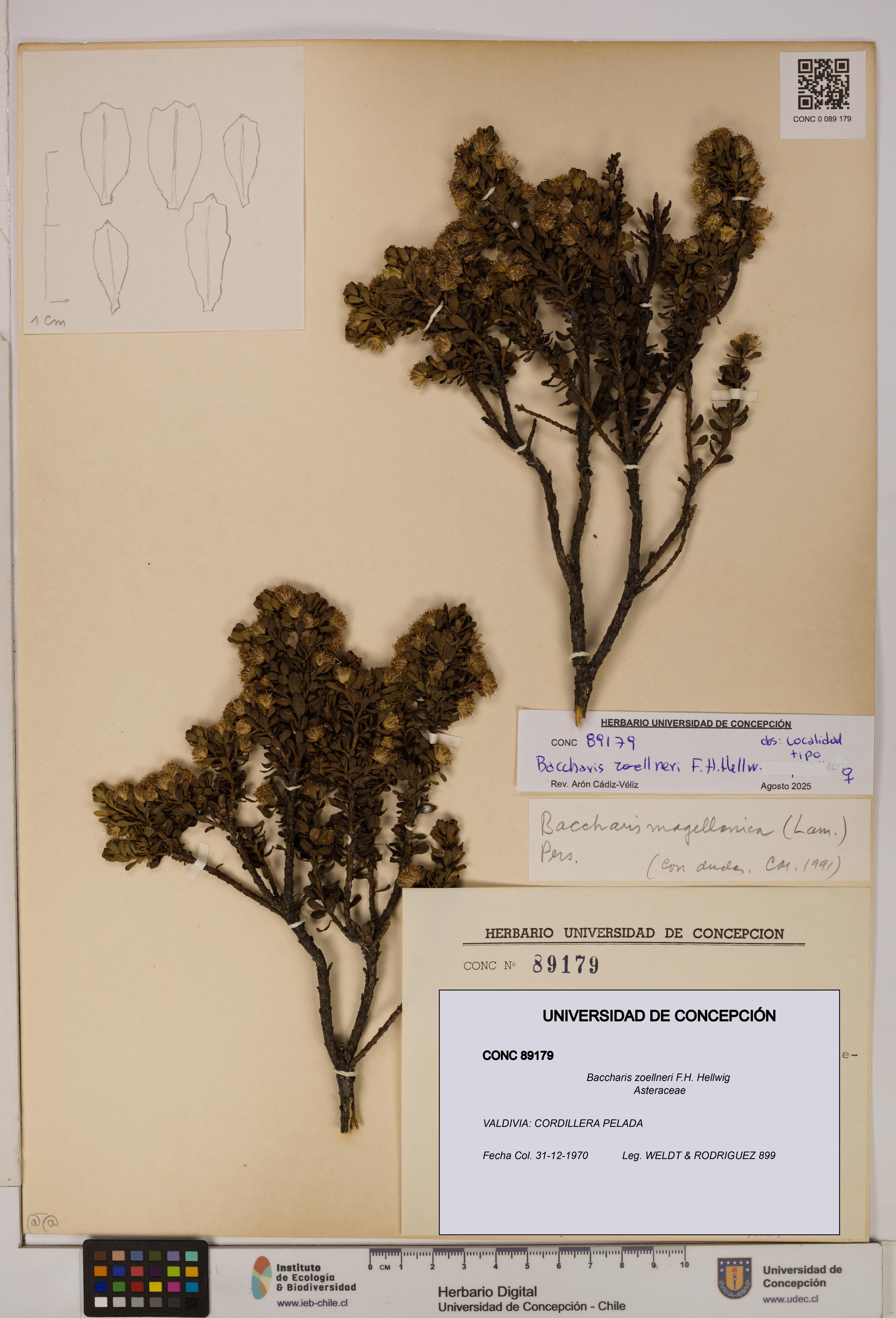 Baccharis zoellneri [Espécimen: UDEC:CONC:0089179]