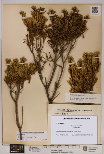 Baccharis neaei [Espécimen: UDEC:CONC:0089181]