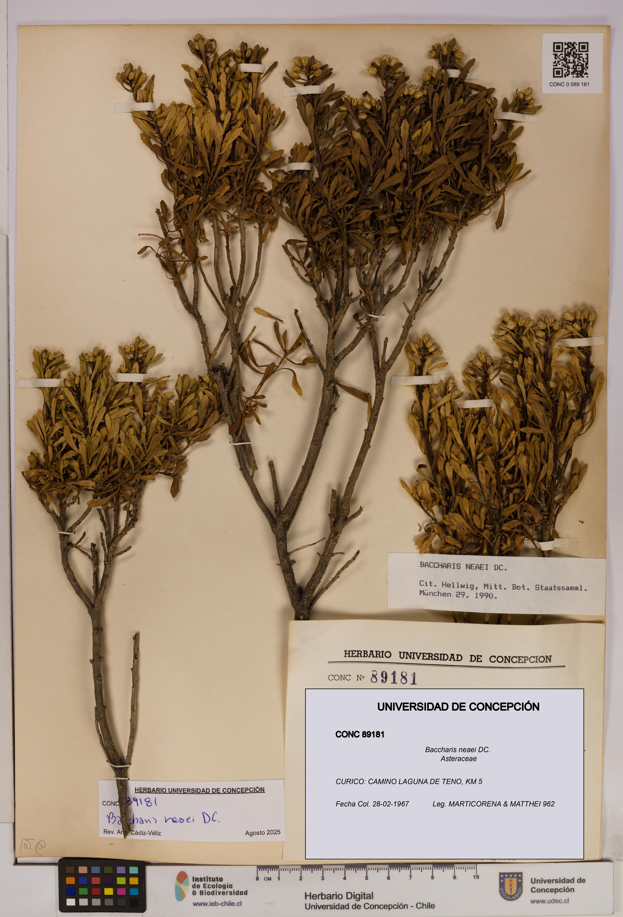 Baccharis neaei [Espécimen: UDEC:CONC:0089181]