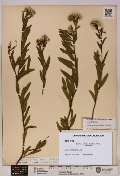 Baccharis salicifolia [Espécimen: UDEC:CONC:0089182]