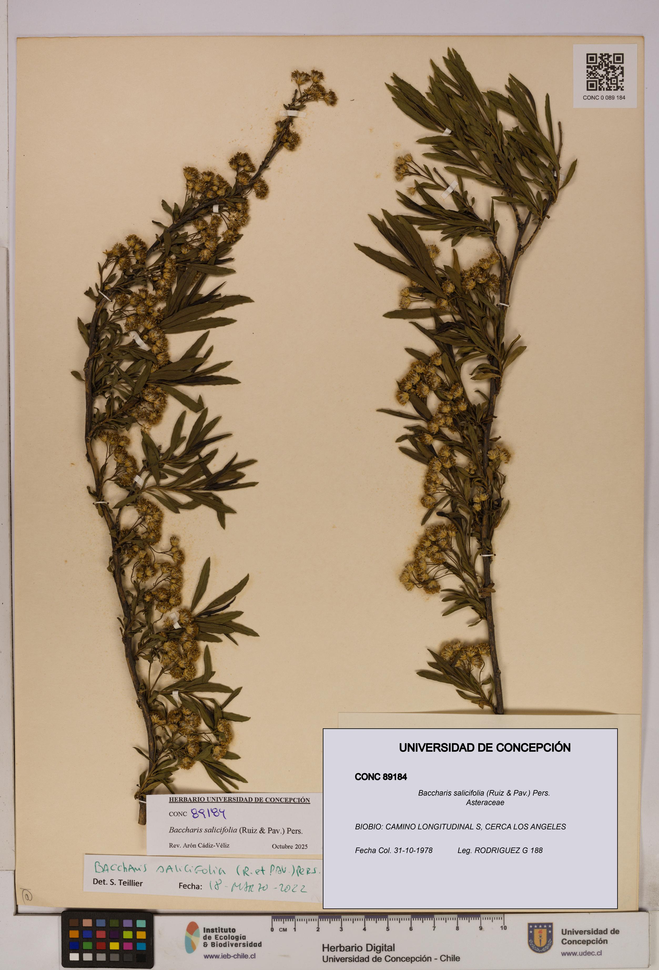 Baccharis salicifolia [Espécimen: UDEC:CONC:0089184]