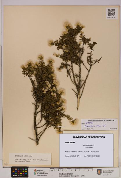 Baccharis neaei [Espécimen: UDEC:CONC:0089185]