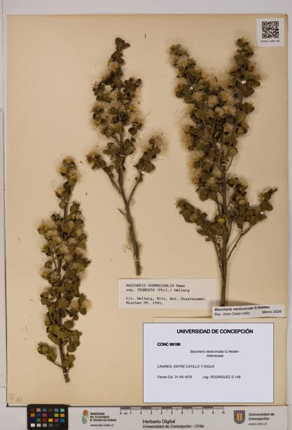 Baccharis neotruncata [Espécimen: UDEC:CONC:0089186]