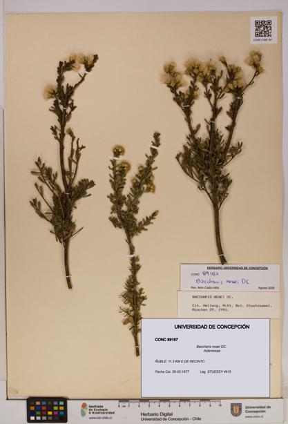 Baccharis neaei [Espécimen: UDEC:CONC:0089187]