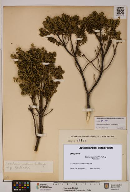 Baccharis zoellneri [Espécimen: UDEC:CONC:0089188]