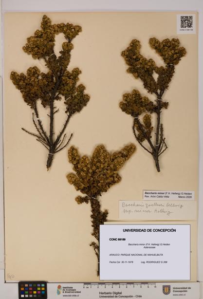 Baccharis minor [Espécimen: UDEC:CONC:0089189]