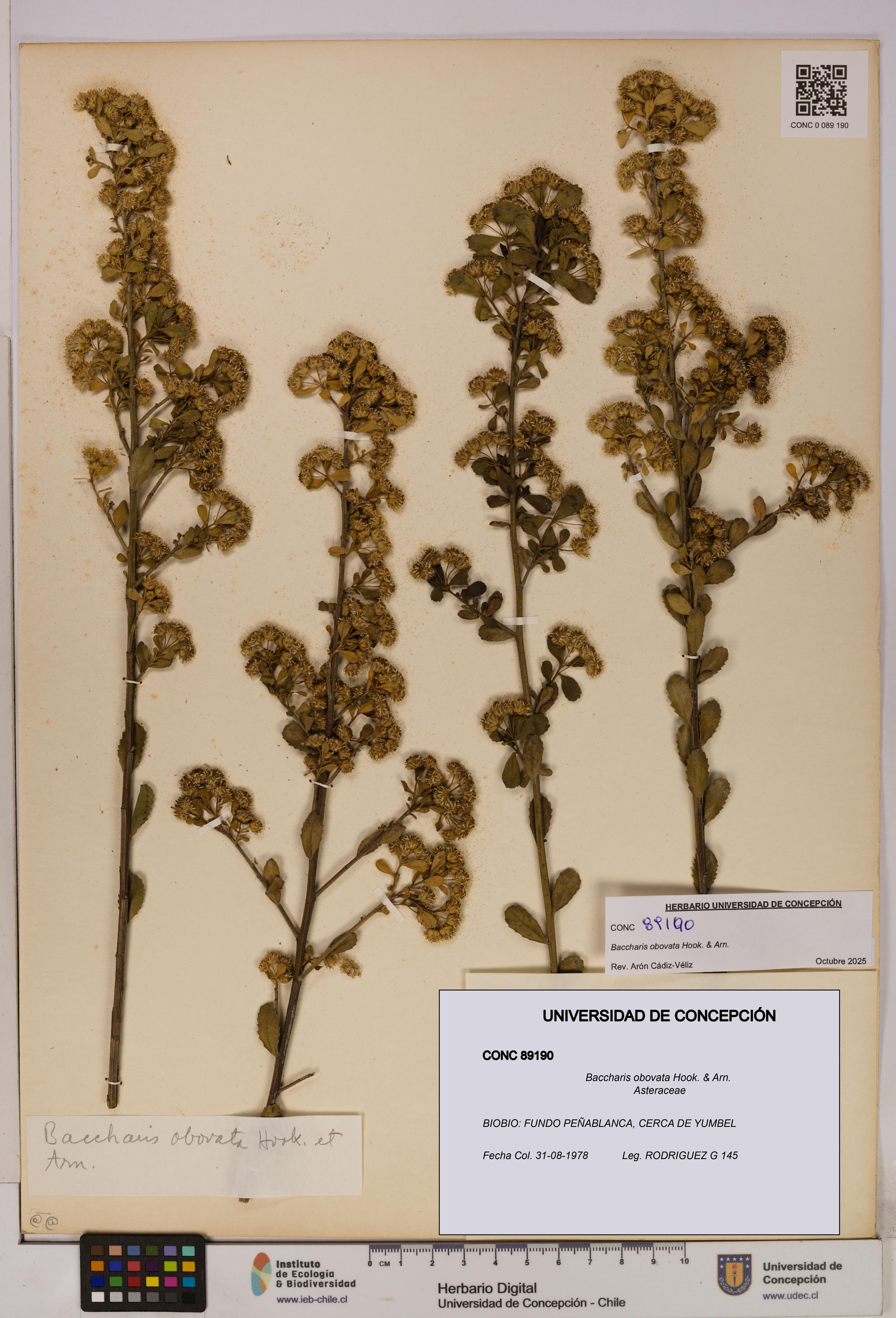 Baccharis obovata [Espécimen: UDEC:CONC:0089190]