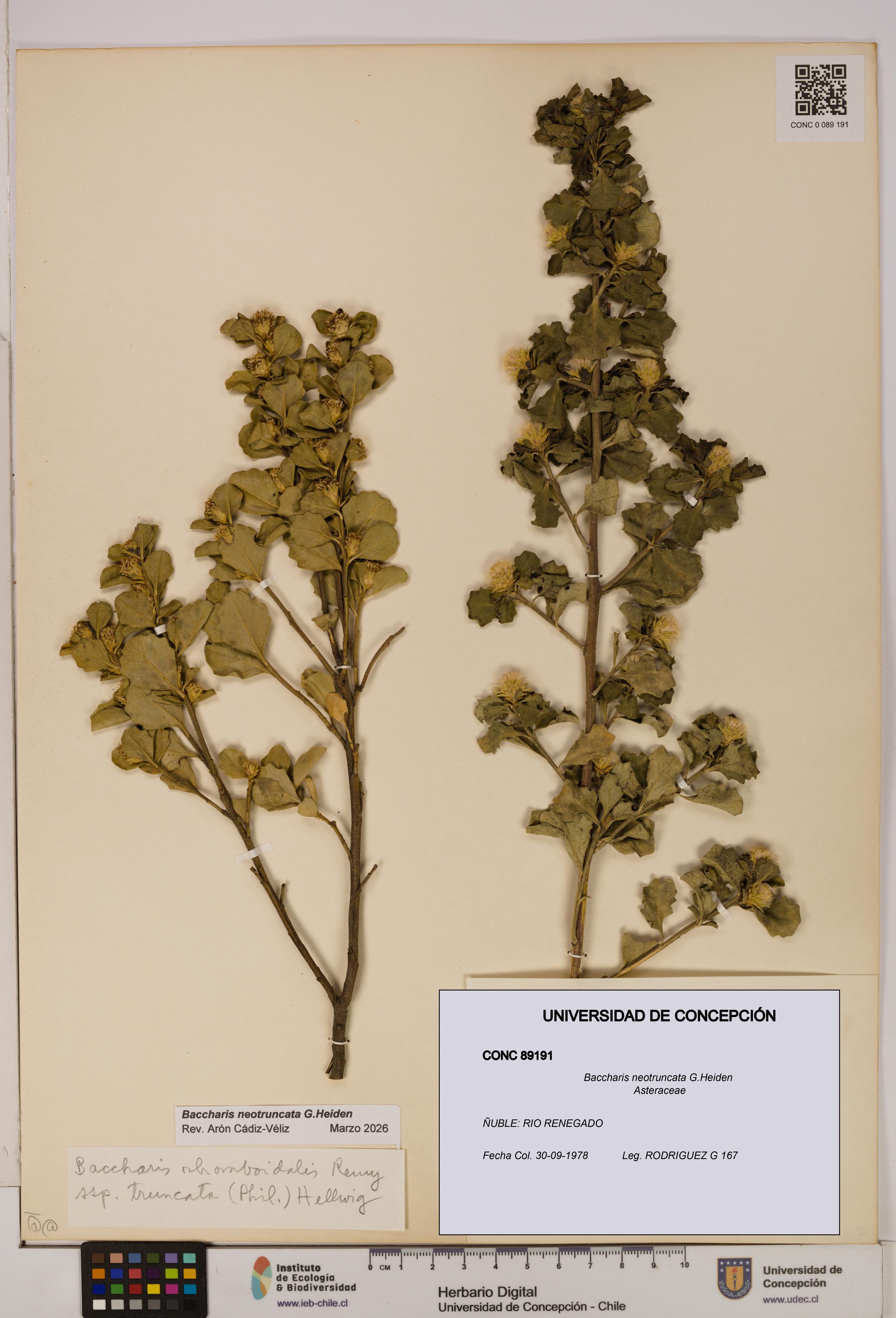 Baccharis neotruncata [Espécimen: UDEC:CONC:0089191]