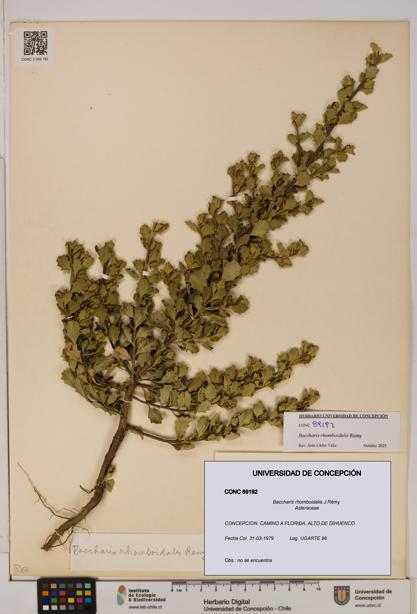 Baccharis rhomboidalis [Espécimen: UDEC:CONC:0089192]