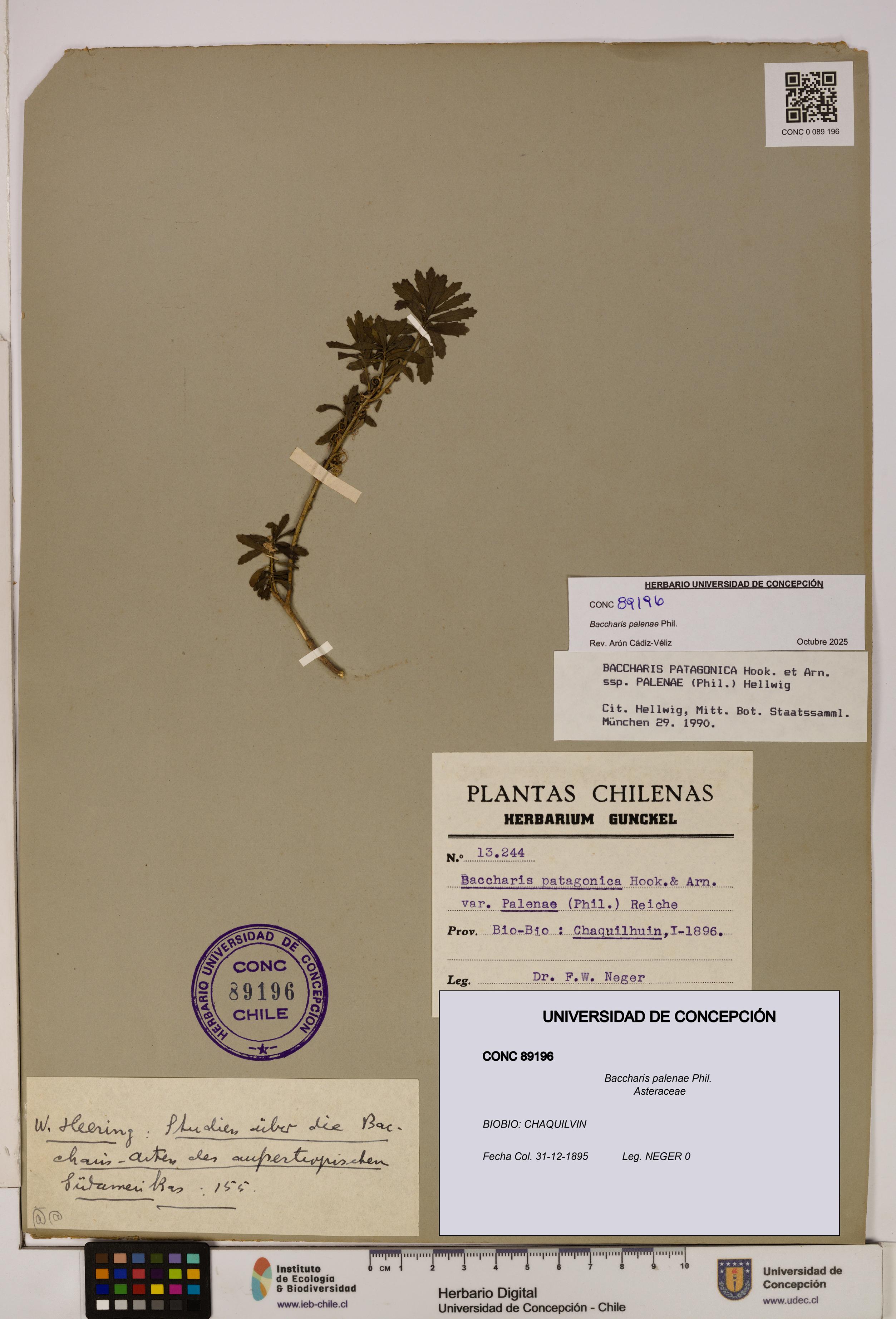 Baccharis patagonica [Espécimen: UDEC:CONC:0089196]
