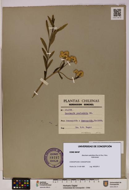 Baccharis salicifolia [Espécimen: UDEC:CONC:0089197]