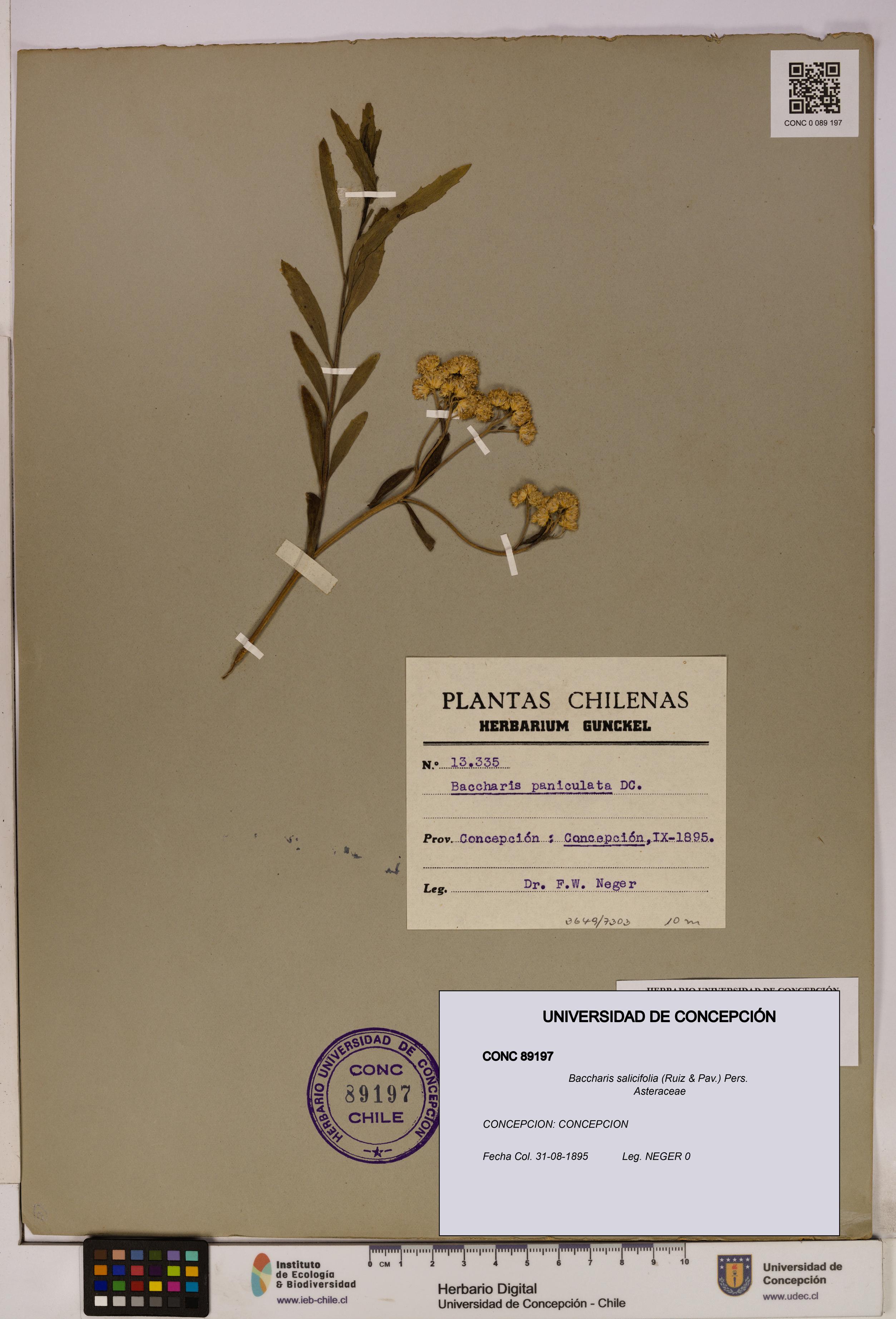 Baccharis salicifolia [Espécimen: UDEC:CONC:0089197]