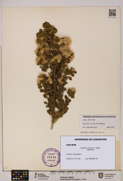 Baccharis vernalis [Espécimen: UDEC:CONC:0089199]