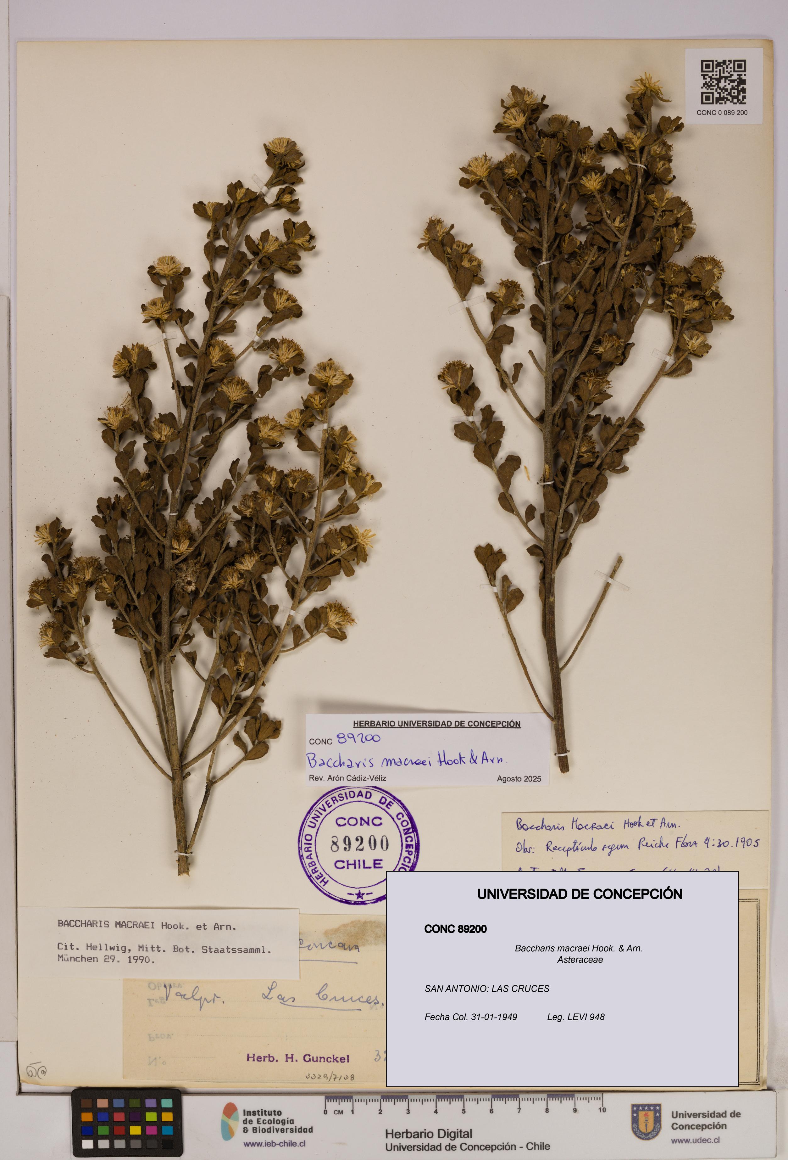 Baccharis macraei [Espécimen: UDEC:CONC:0089200]