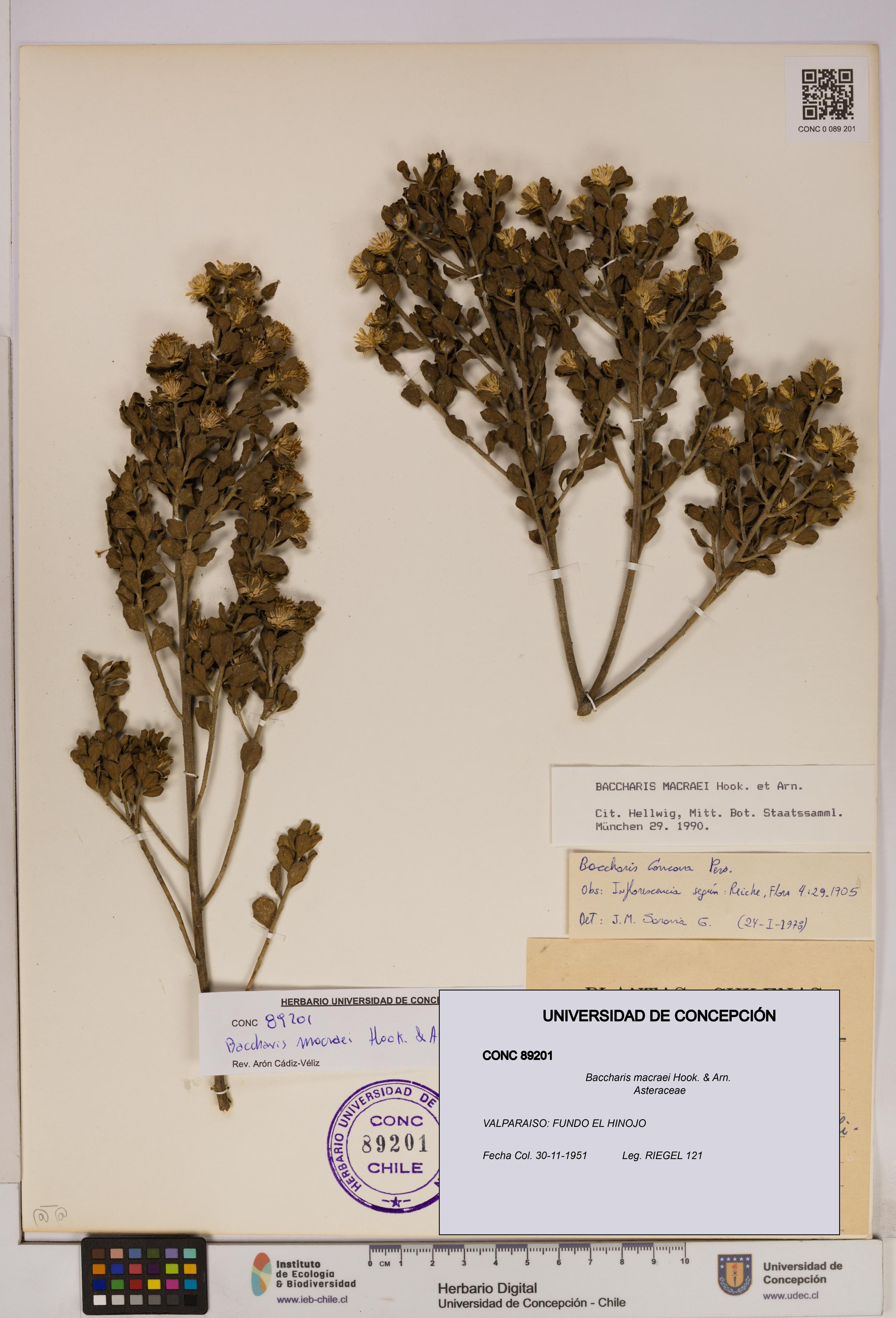 Baccharis macraei [Espécimen: UDEC:CONC:0089201]