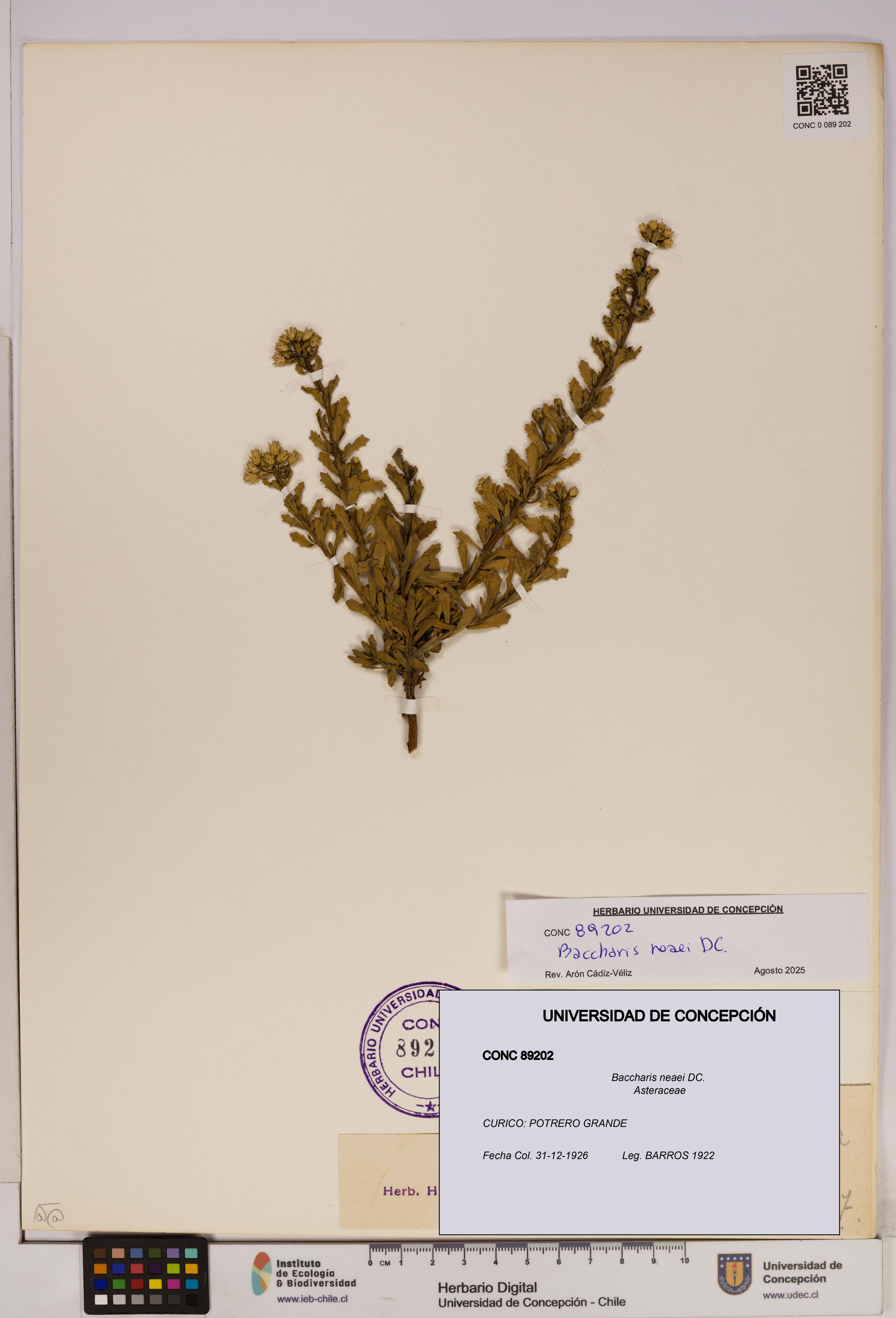 Baccharis neaei [Espécimen: UDEC:CONC:0089202]