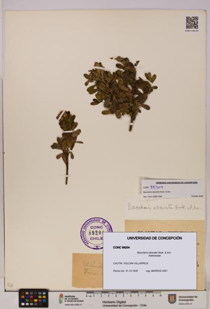 Baccharis obovata [Espécimen: UDEC:CONC:0089204]