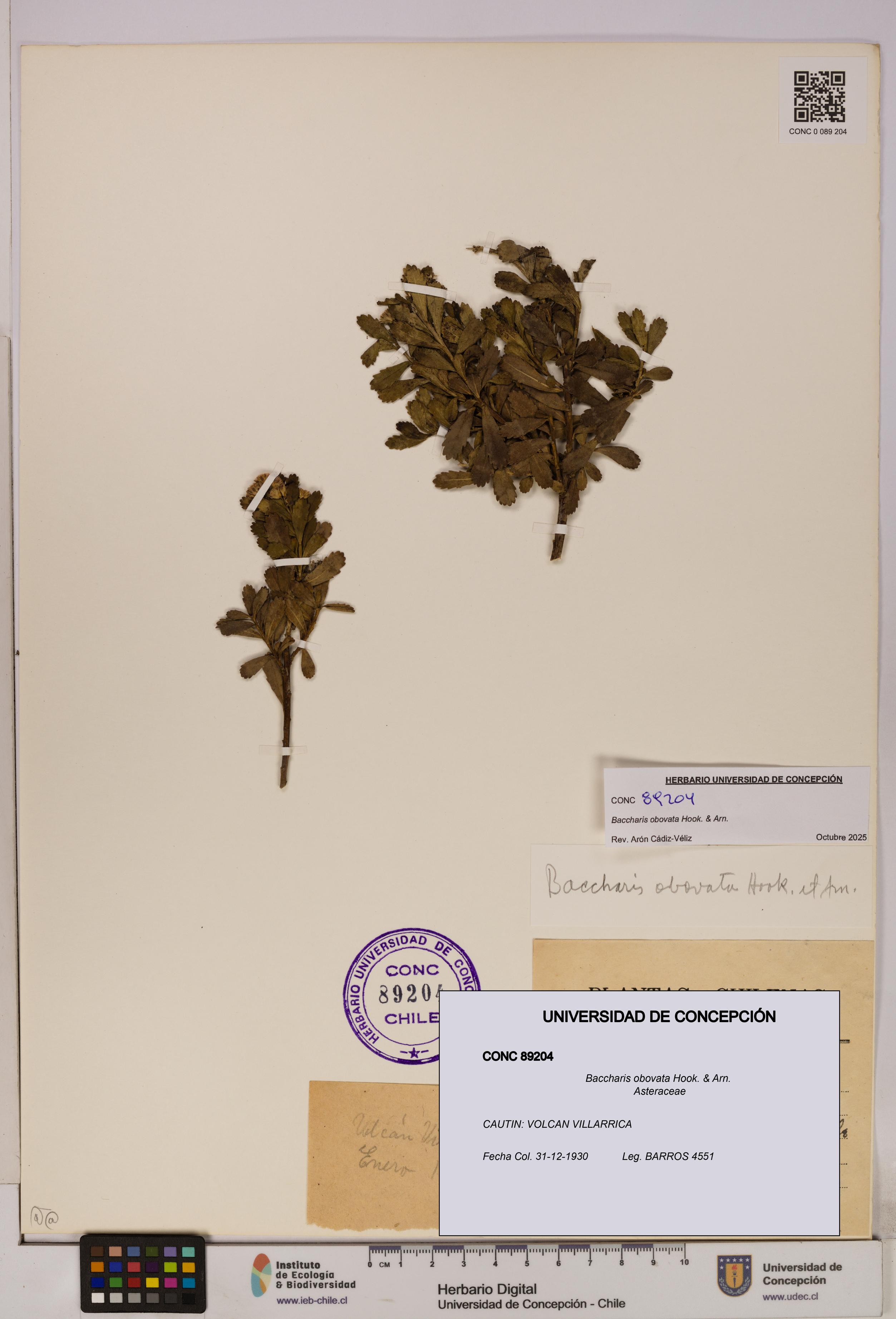 Baccharis obovata [Espécimen: UDEC:CONC:0089204]